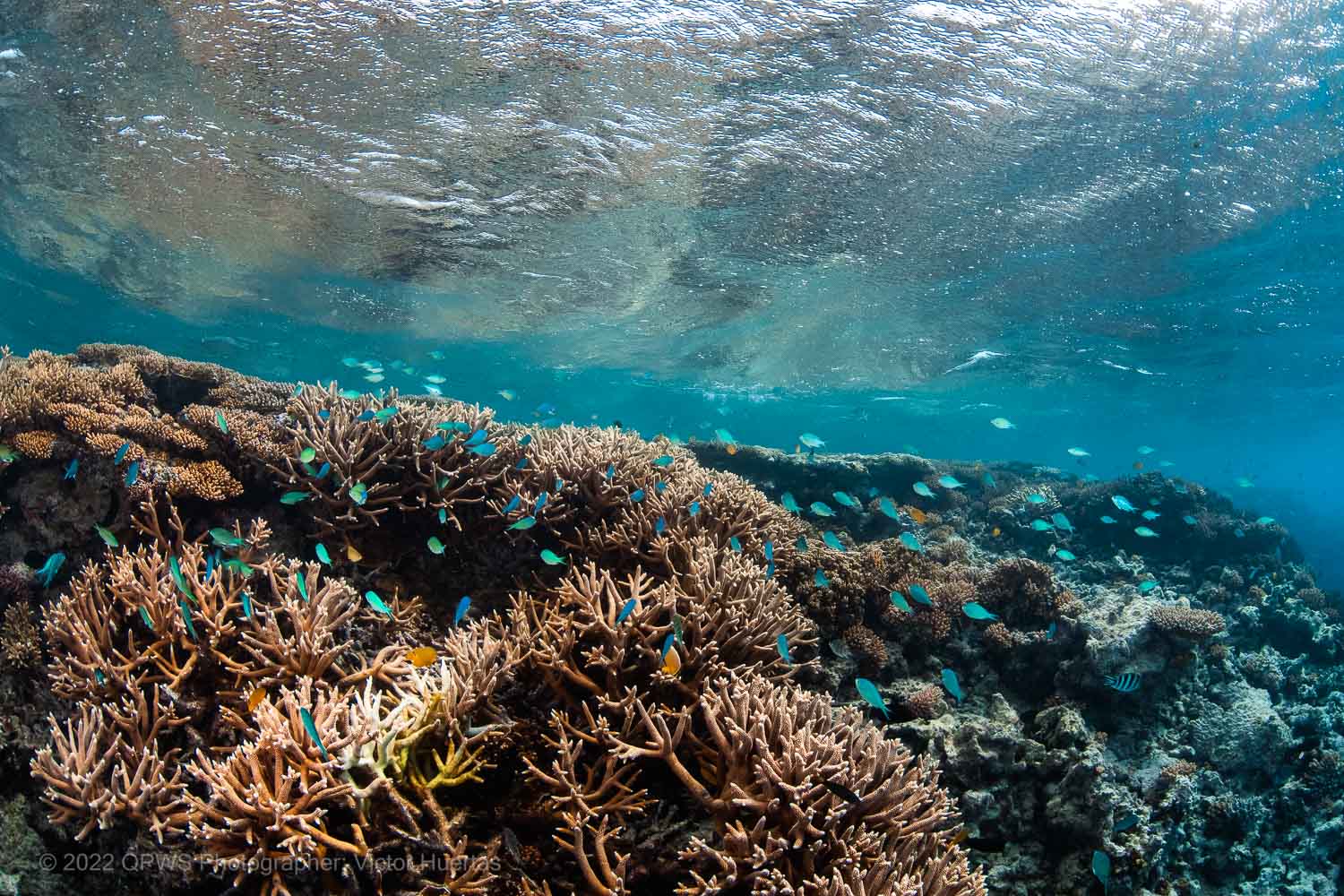 Coral reef and fish photograph - Great Barrier Reef Marine Park – Australia - © QPWS - Photographer: Victor Huertas