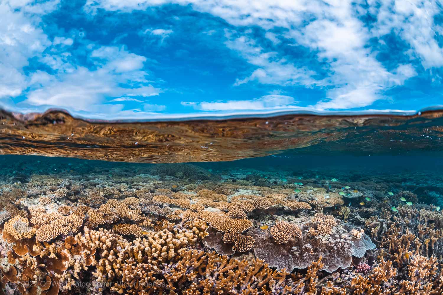 Coral reef – Australia - © QPWS - Photographer: Victor Huertas