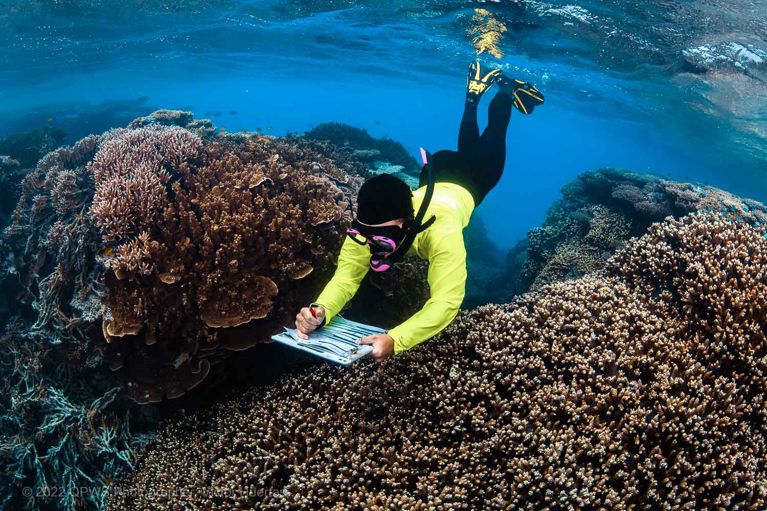 Reef health survey – Australia - © QPWS - Photographer: Victor Huertas