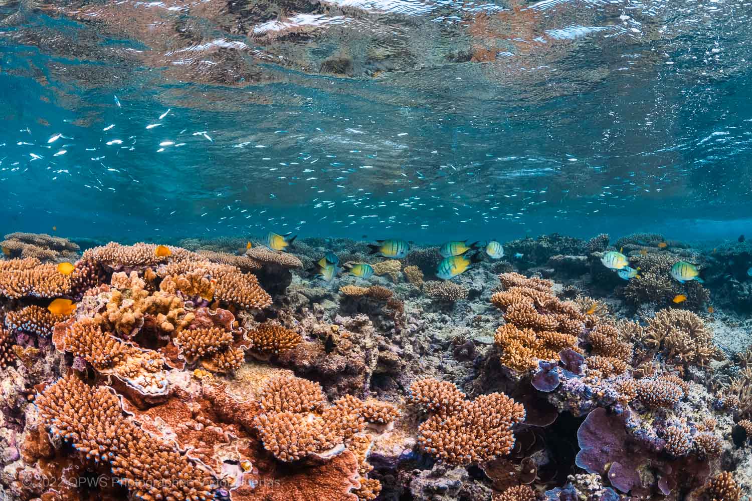 Coral reef and fish photograph - Great Barrier Reef Marine Park – Australia - © QPWS - Photographer: Victor Huertas