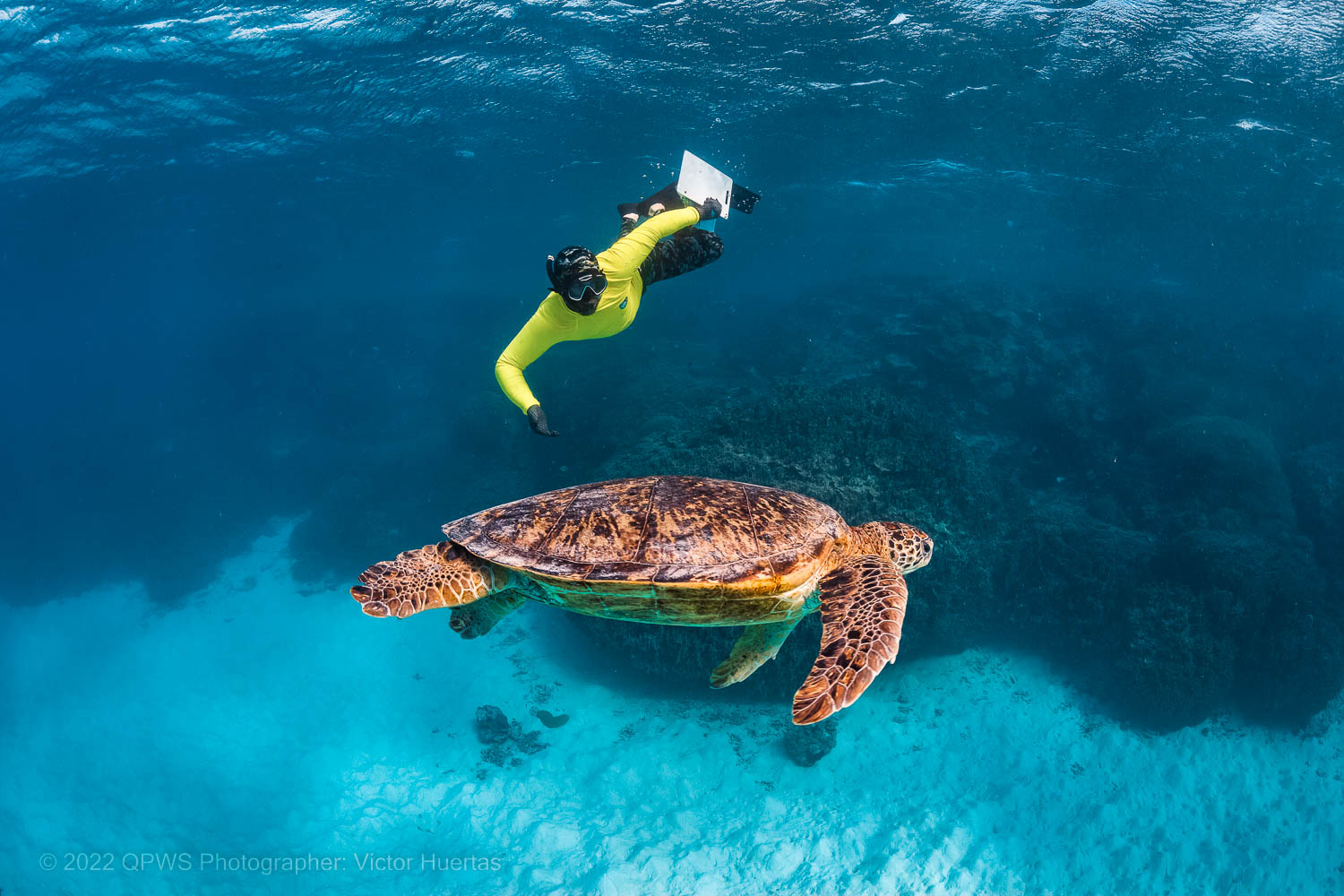 Reef health survey and turtle swimming past – Australia - © QPWS - Photographer: Victor Huertas