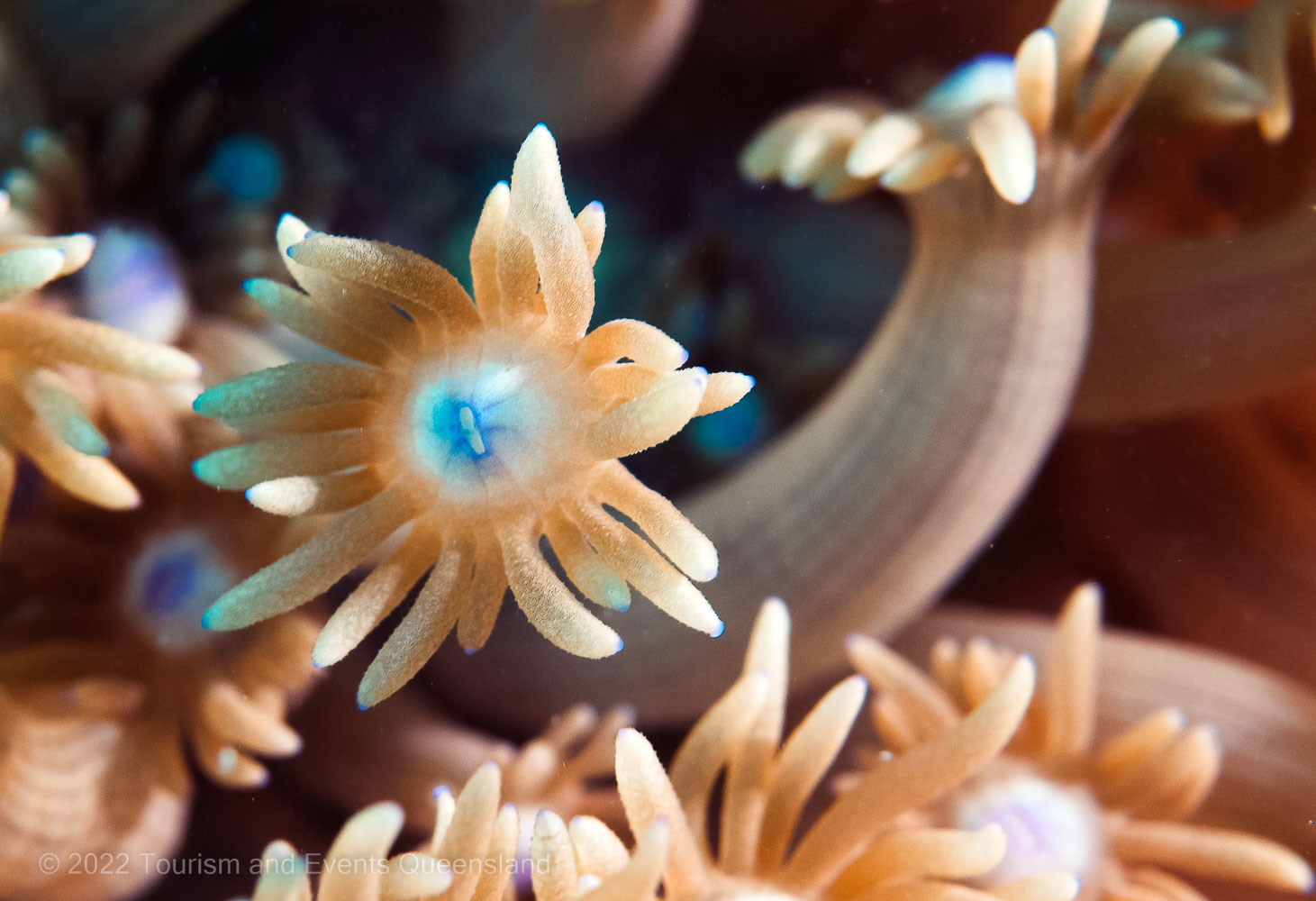 Macro close up photograph of coral found on the Great Barrier  – Australia - © Tourism and Events Queensland