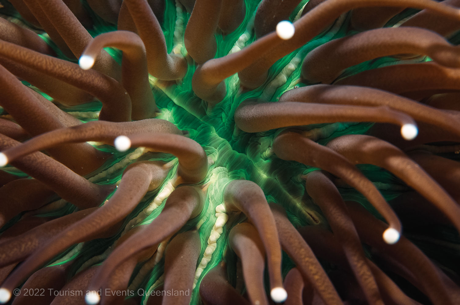 Macro close up photograph of coral found on the Great Barrier  – Australia - © Tourism and Events Queensland