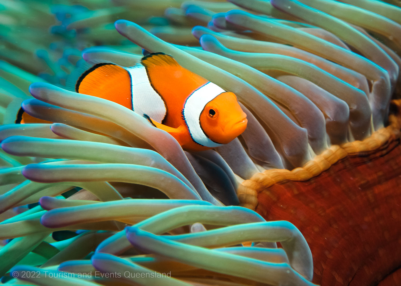 Clown Anemone Fish in the Cairns region