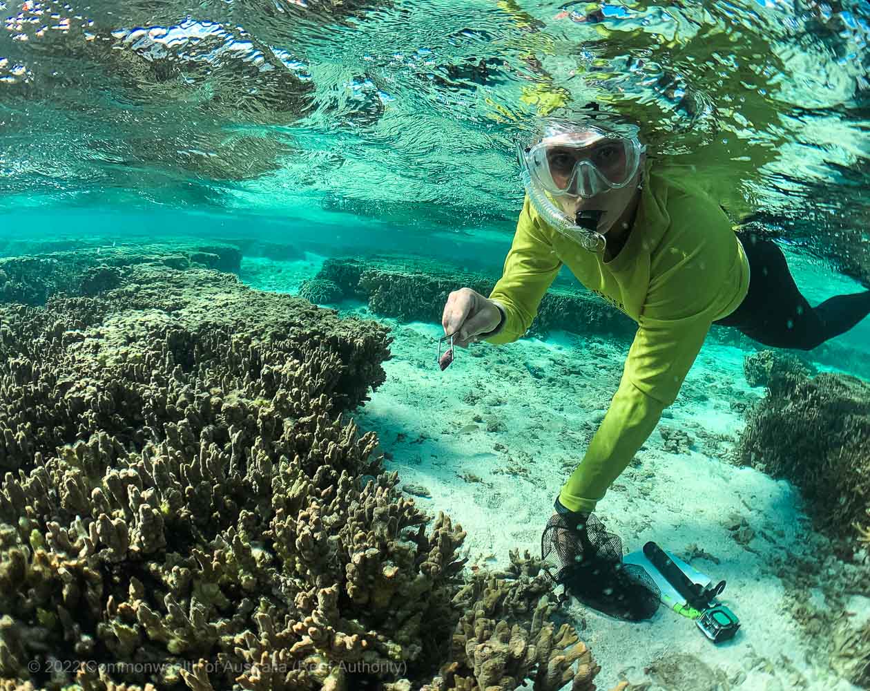 Drupella snail removal, threat to the Marine Park