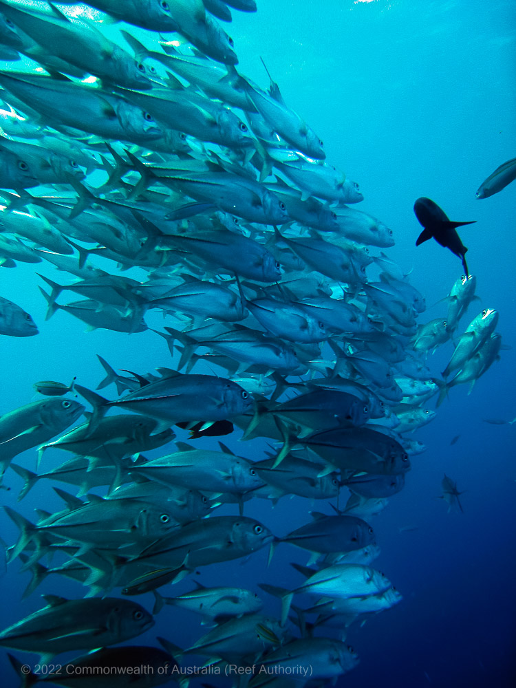 Trevally School - Reef Fish - Great Barrier Reef - Commonwealth of Australia (Reef Authority)-