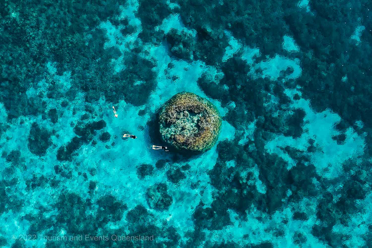 Massive coral structures provides an excellent habitat for wildlife