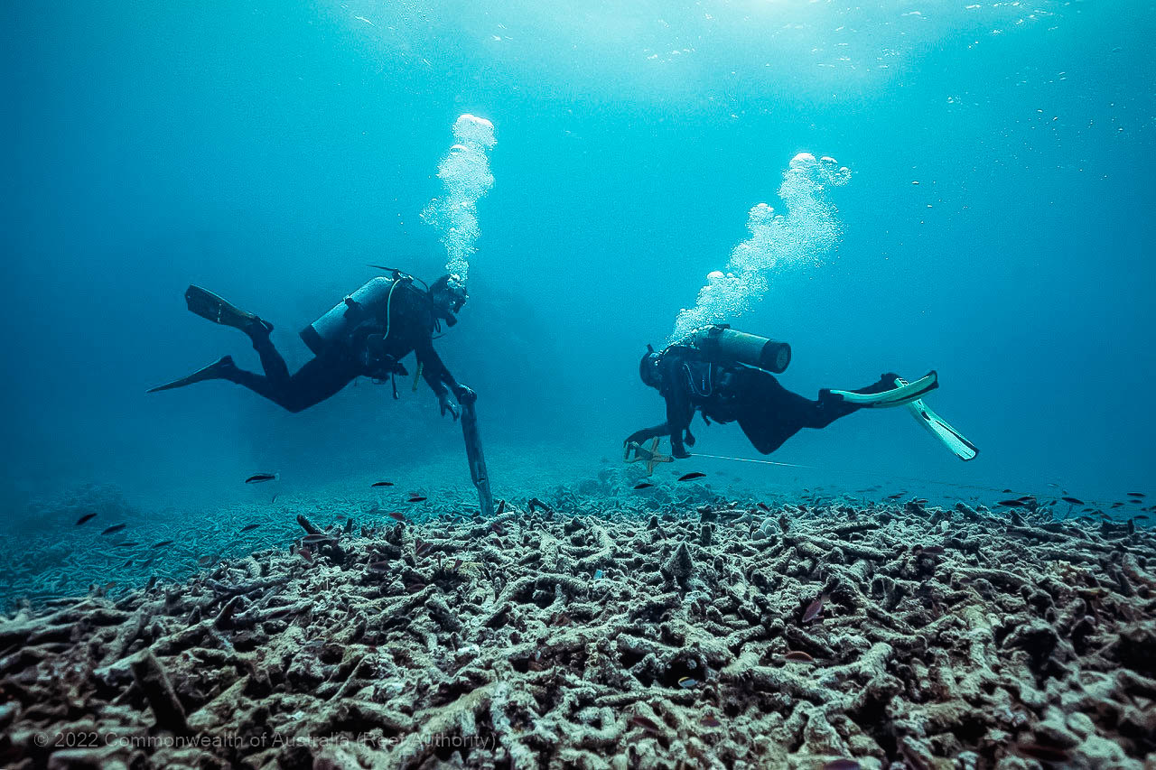 Bait Reef - Whitsundays - Great Barrier Reef - Commonwealth of Australia (Reef Authority)