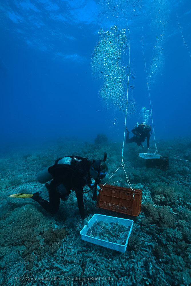 Bait Reef - Whitsundays - Great Barrier Reef - Commonwealth of Australia (Reef Authority)