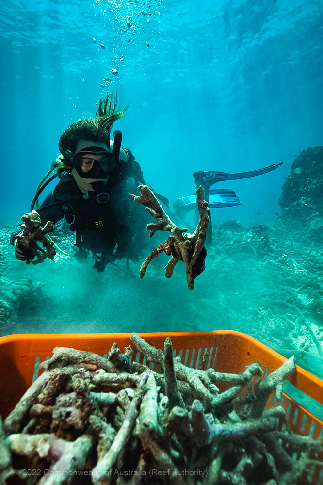 Bait Reef - Whitsundays - Great Barrier Reef - Commonwealth of Australia (Reef Authority)