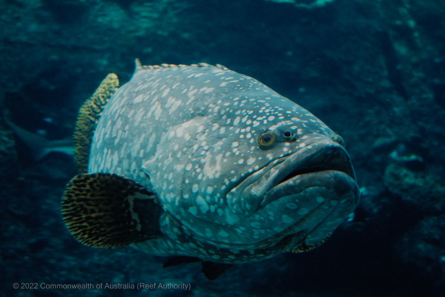 Rosie the Queensland Grouper - Commonwealth of Australia 