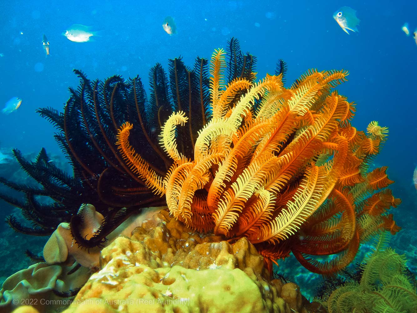 Sea fans - Commonwealth of Australia (Reef Authority)