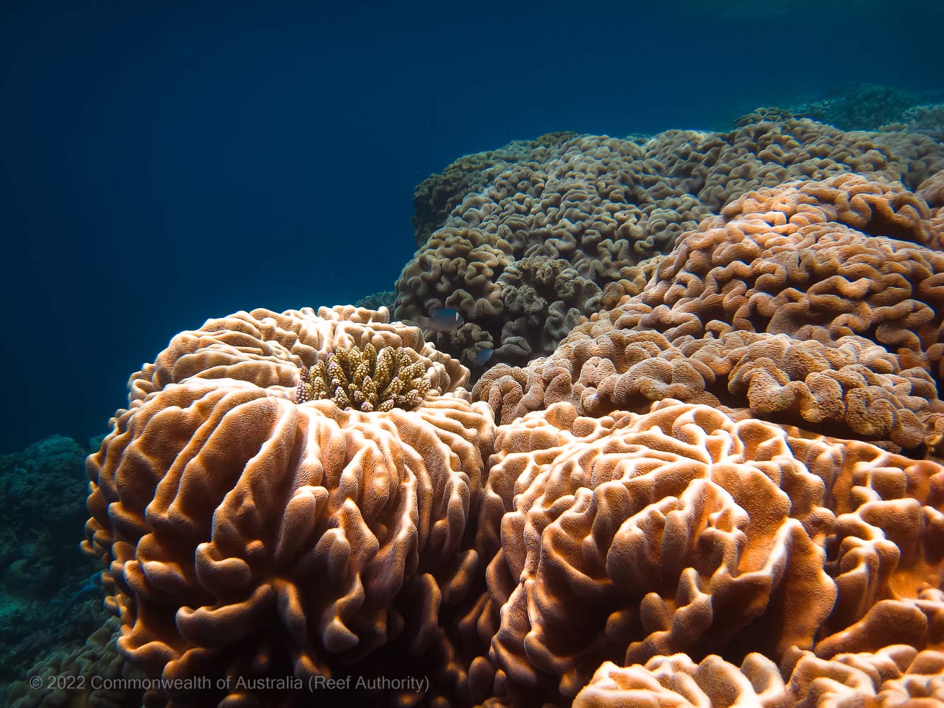 Coral bommie - Great Barrier Reef - Commonwealth of Australia (Reef Authority)