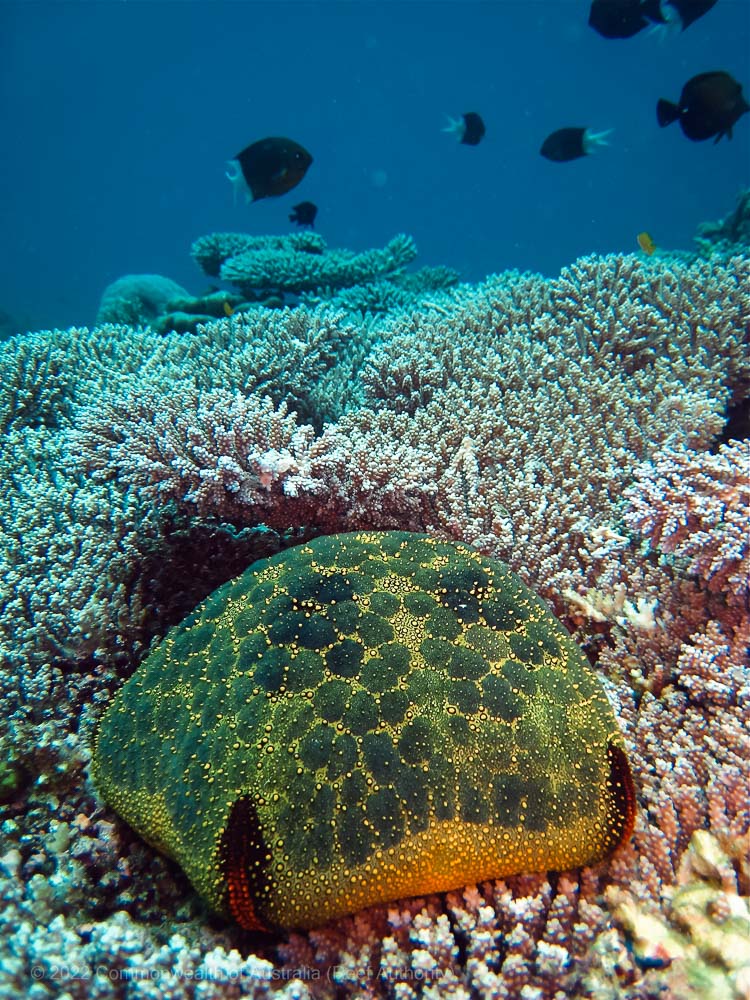 Pin Cushion Sea Star - Great Barrier Reef - Commonwealth of Australia (Reef Authority)