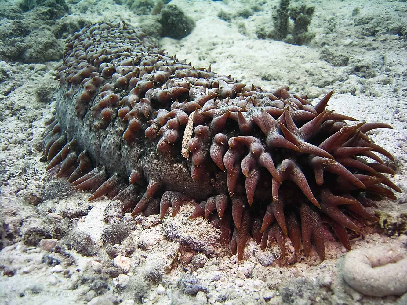Sea cucumber - Commonwealth of Australia (Reef Authority)