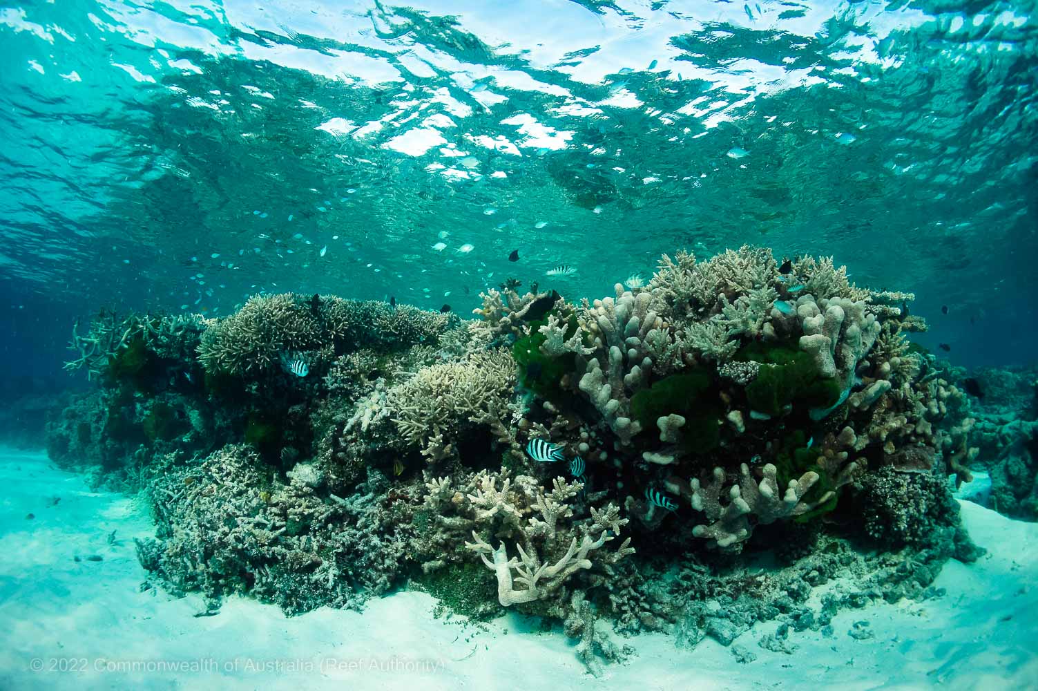 Corals - Great Barrier Reef - Copyright-Commonwealth of Australia (Reef Authority)