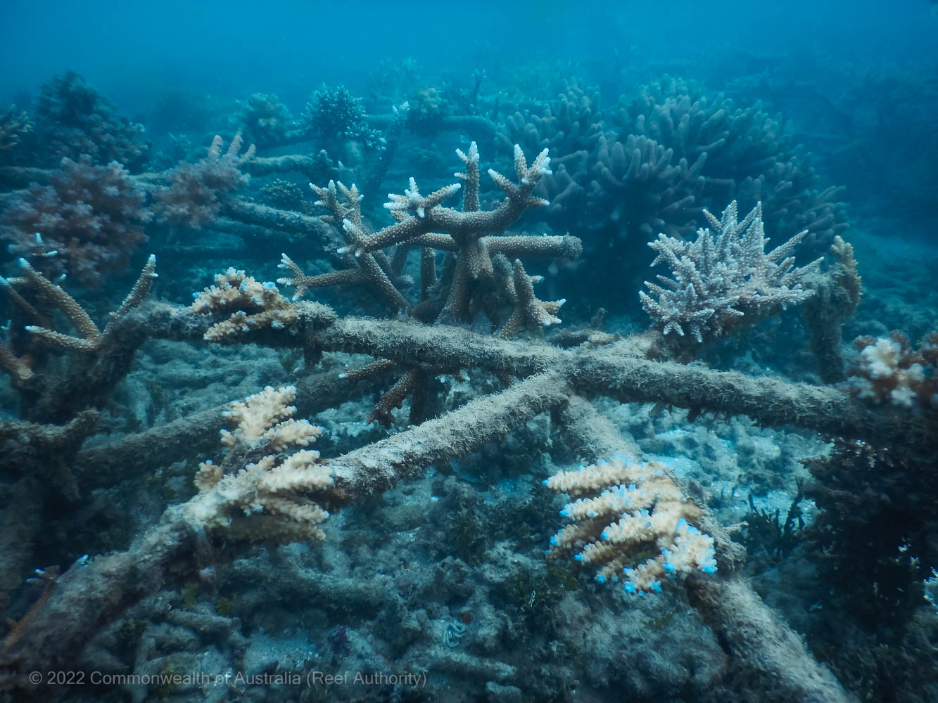 Green Island Reef Stars - Commonwealth of Australia (Reef Authority)