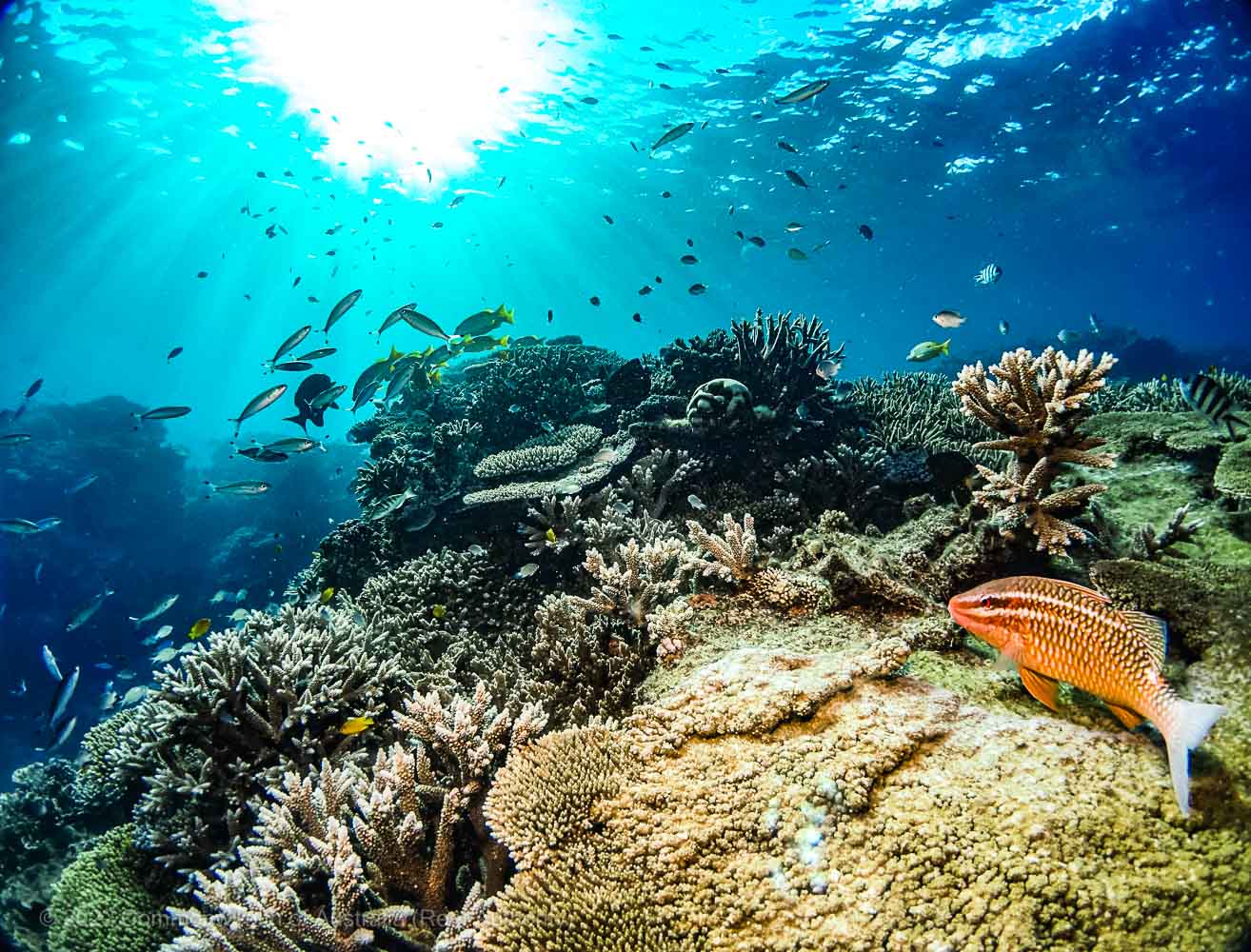 Reef Landscape - Lady Elliot Island - Commonwealth of Australia (Reef Authority)