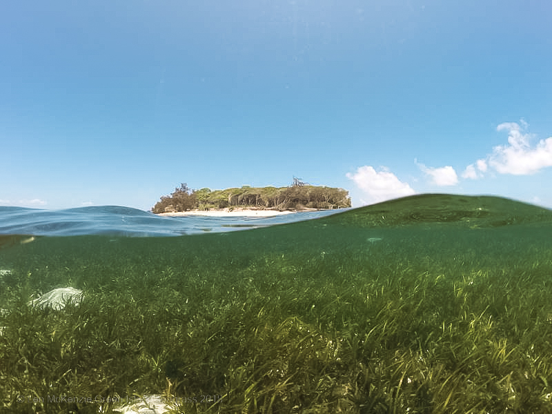 Seagrass over-under - © Len McKenzie Green Island seagrass 2018