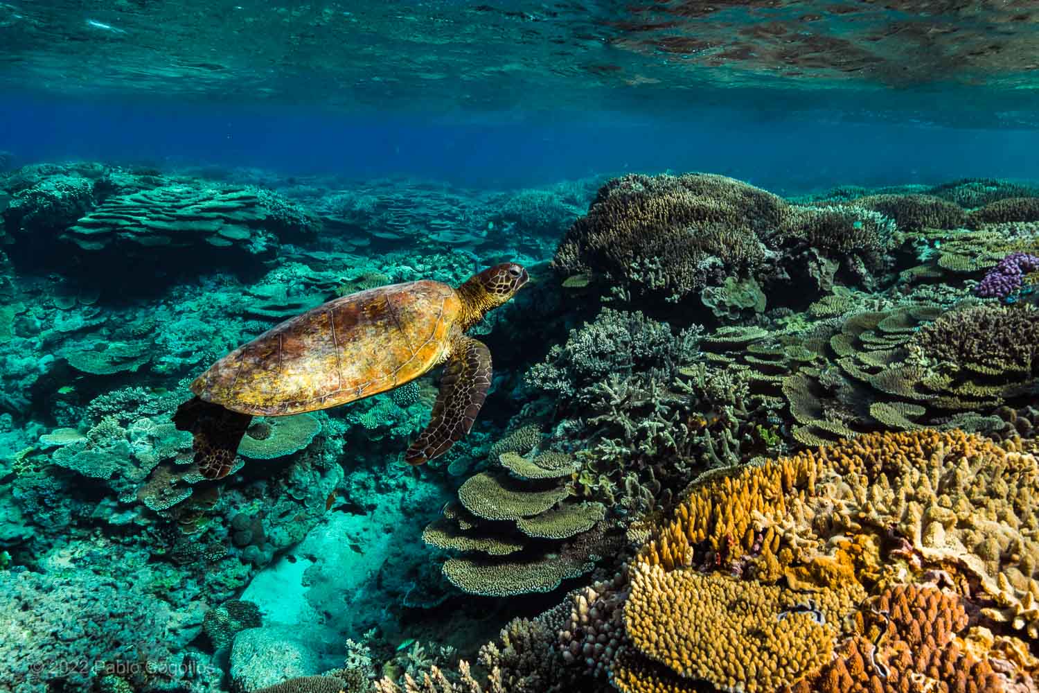 Turtle Swimming - Great Barrier Reef - Copyright Pablo Cogollos 