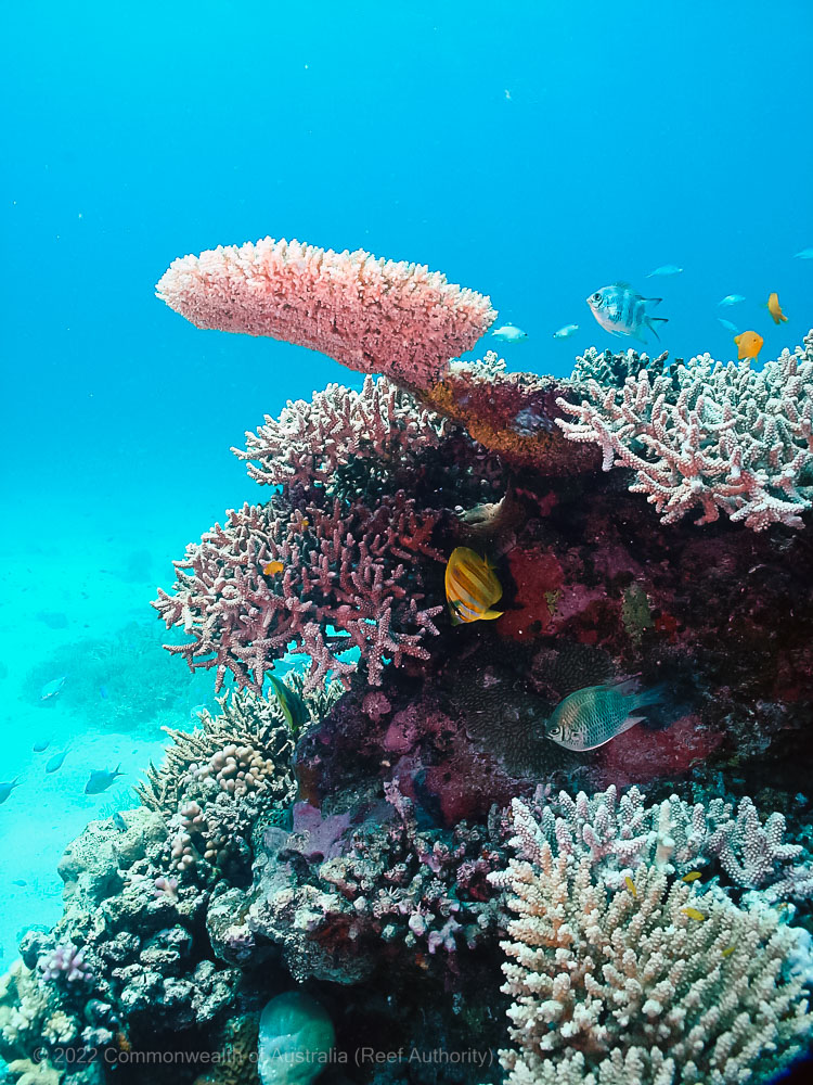 Wheeler Reef - Commonwealth of Australia (Reef Authority)
