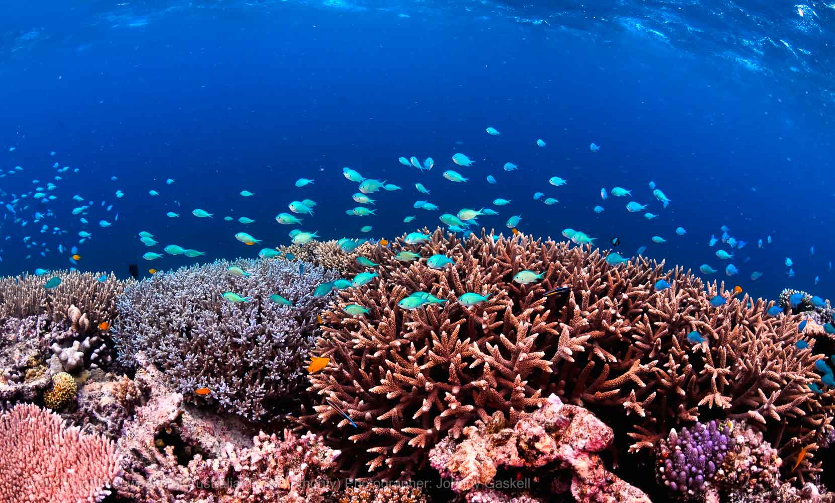 Copyright-Commonwealth-of-Australia-Reef-Authority-Photographer-Johnny-Gaskell-Fish3