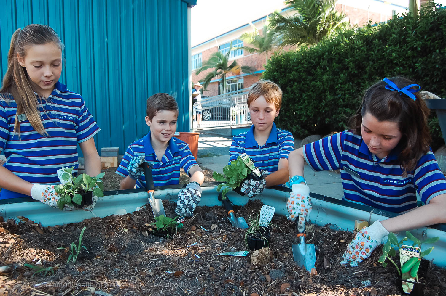 Reef-Guardian-School Vegie Planting