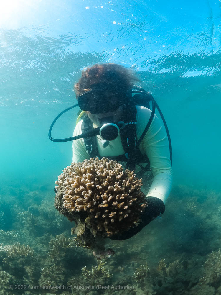 Keppel Bay reef rehabilitation project - © Commonwealth of Australia (Reef Authority)