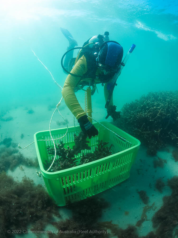 Keppel Bay reef rehabilitation project - © Commonwealth of Australia (Reef Authority)
