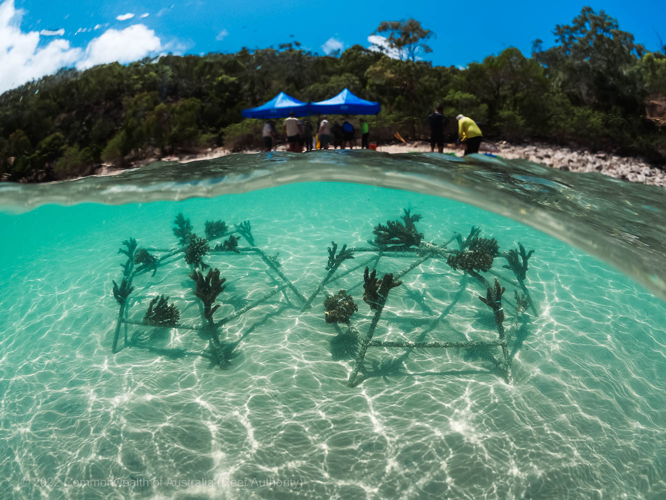 Keppel Bay reef rehabilitation project - © Commonwealth of Australia (Reef Authority)