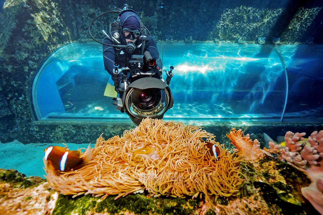 Diver