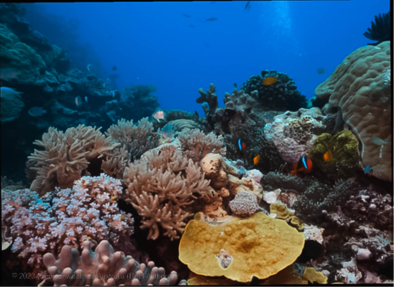 Great Barrier Reef reefscape, Queensland, Australia