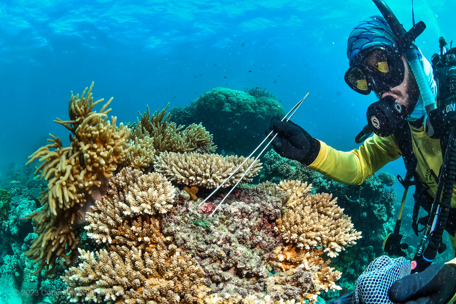 © Commonwealth of Australia - Reef Authority - Tourism Reef Protection Initiative -Down-Under-Dive-Alistair-Chegwidden-Drupella-removal-Evolutions-Saxon Reef 
