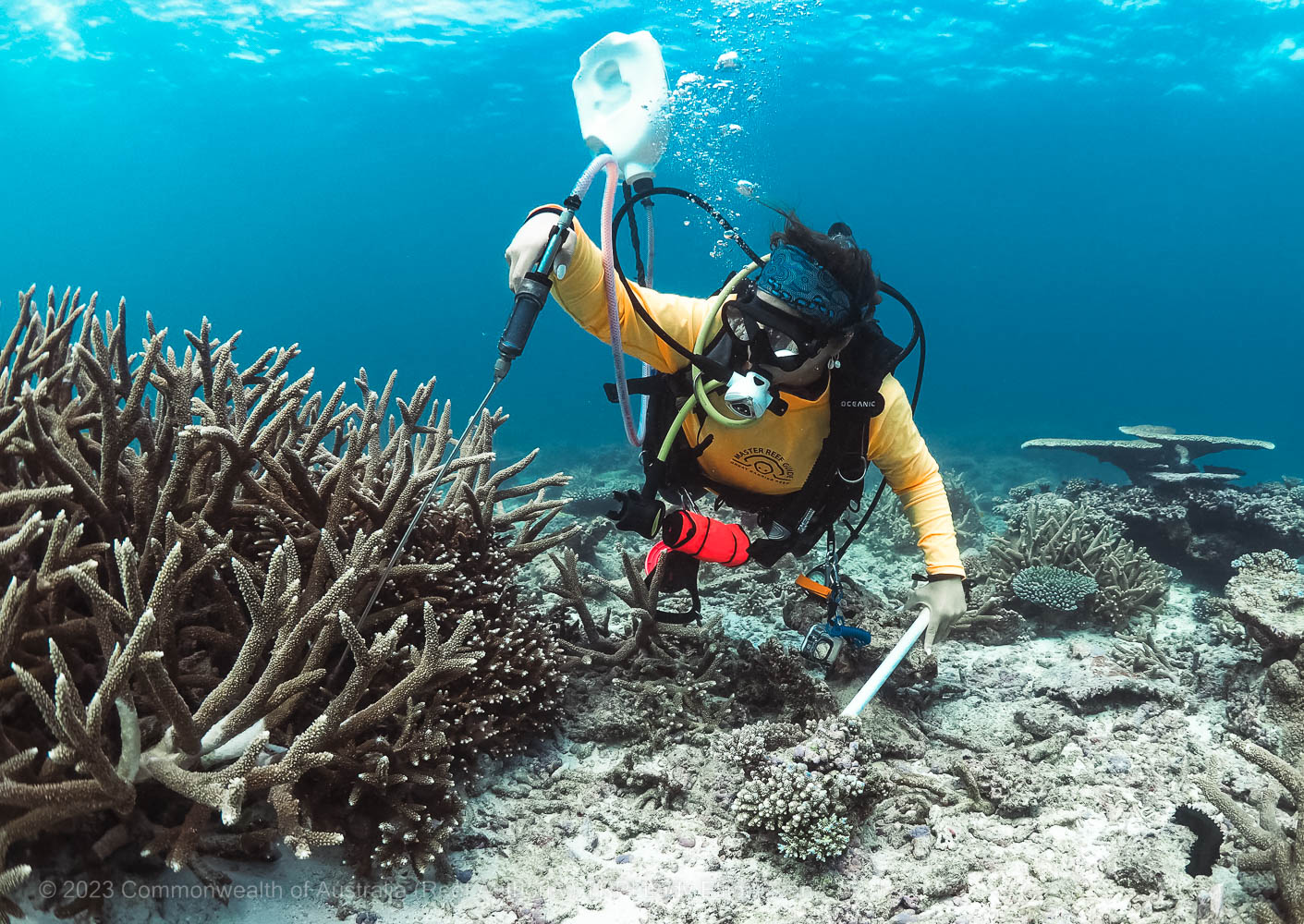 © Commonwealth of Australia - Reef Authority - Tourism Reef Protection Initiative - MRG-Jessica-injecting-a-COT-with-vinegar-at-SW-Lady Elliott Island