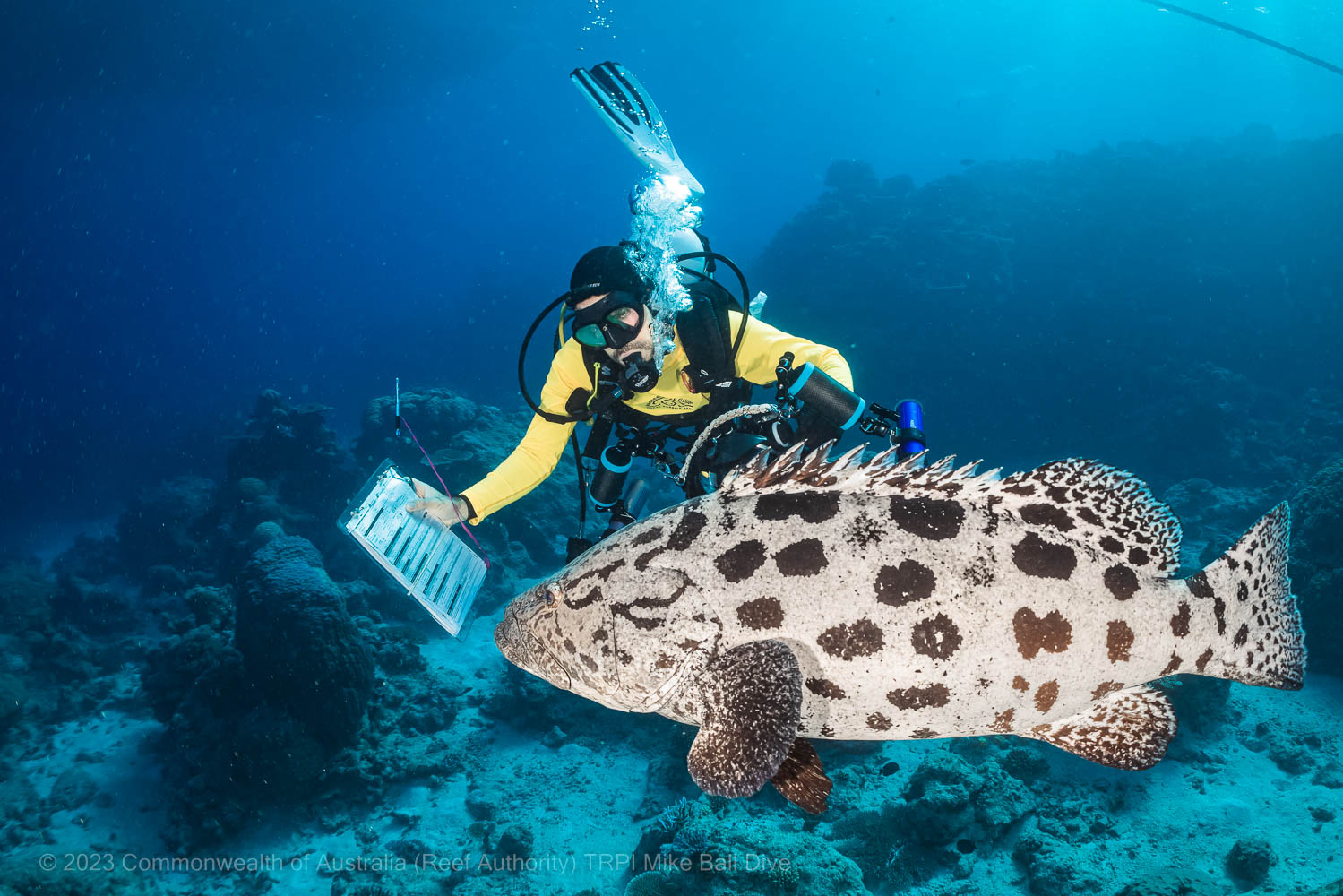 © Commonwealth of Australia TRPI Mike Ball Dive - Diver with a slate and a Queensland Grouper
