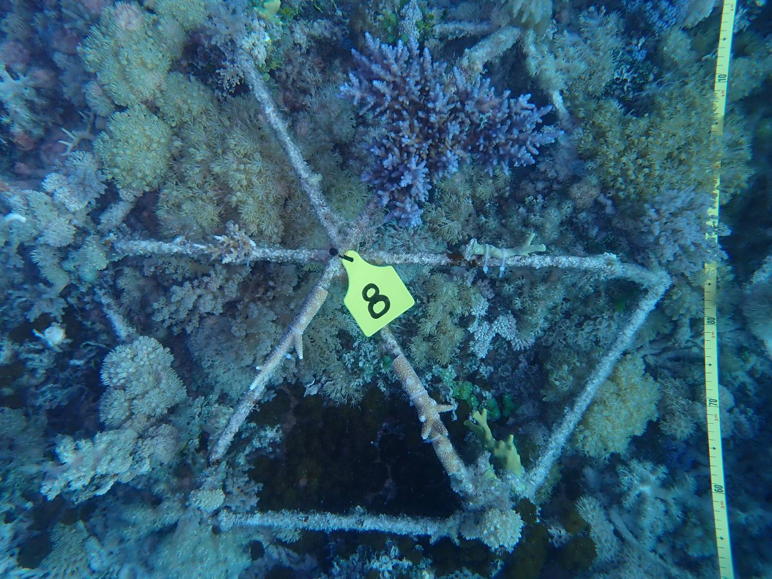Photo of a Reef Star on Bait Reef