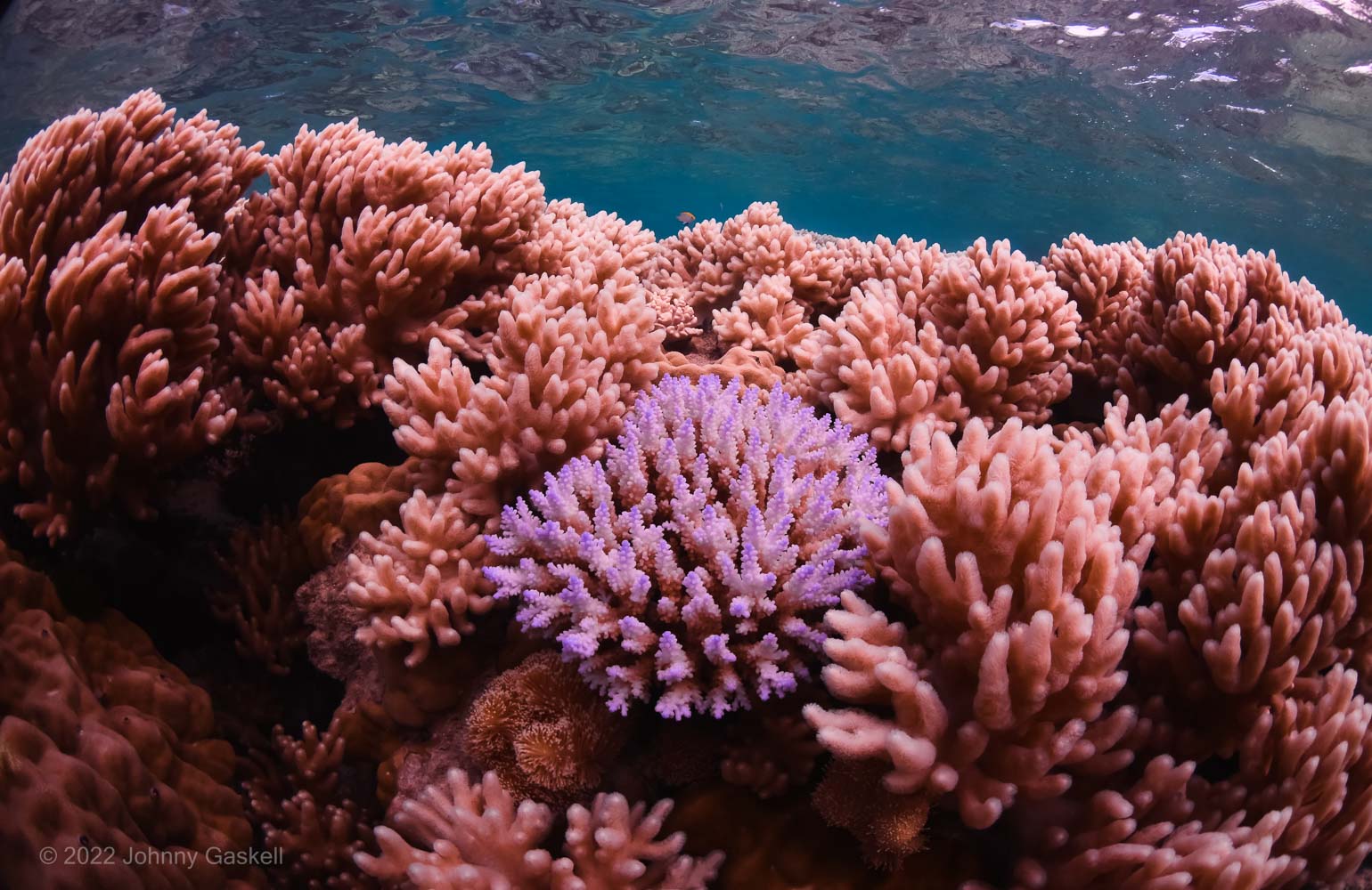 Image of a bleached hard coral - Commonwealth of Australia (Reef Authority) Photographer: Johnny Gaskell