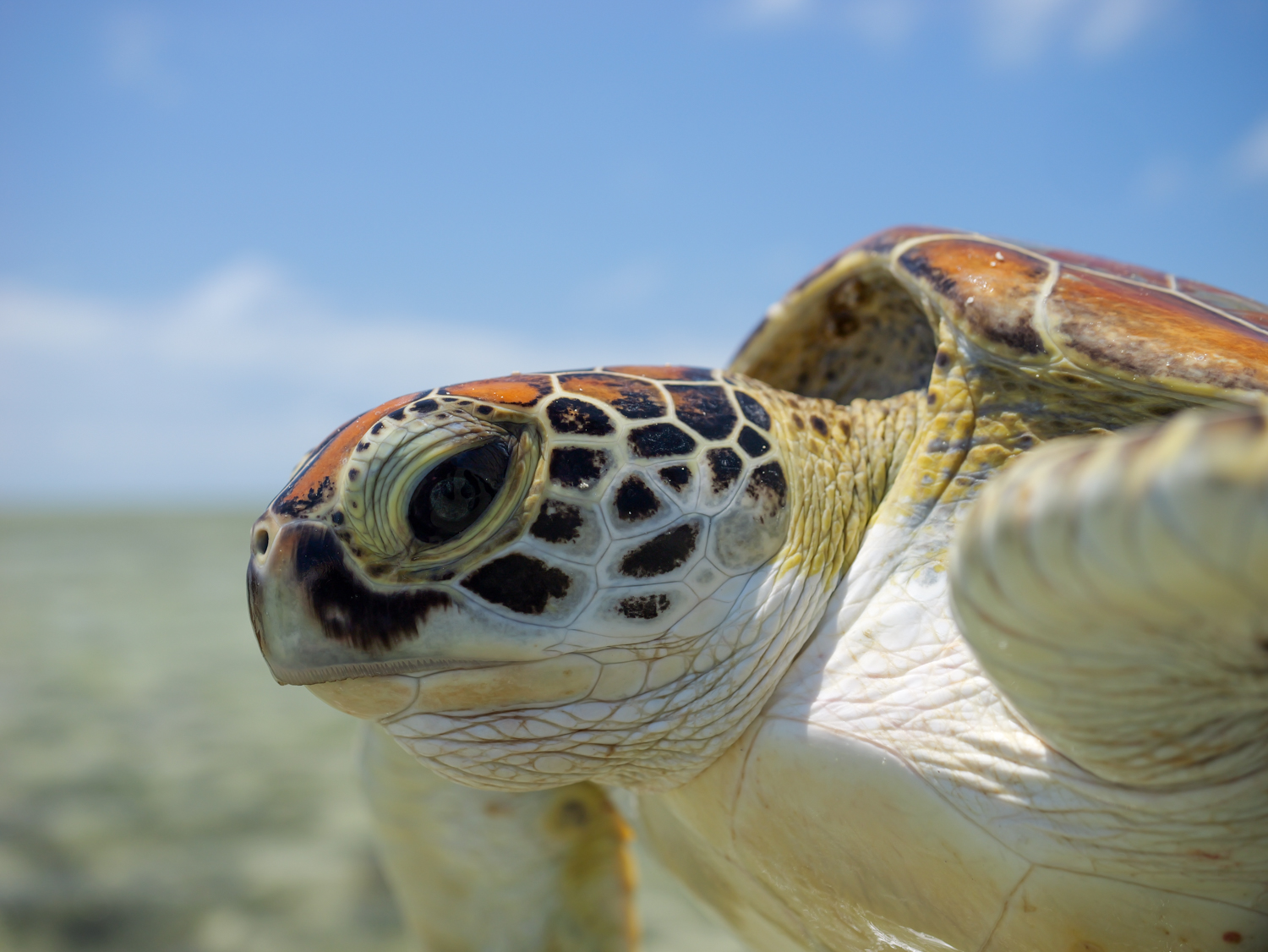 Green sea turtle Torres Straits Great Barrier Reef Traditional Owners
