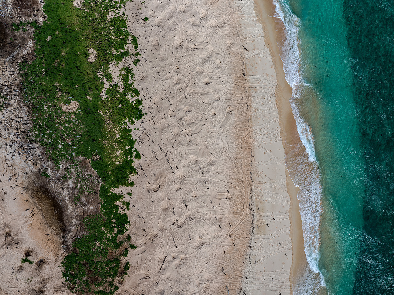 Green sea turtle Torres Straits Great Barrier Reef Traditional Owners