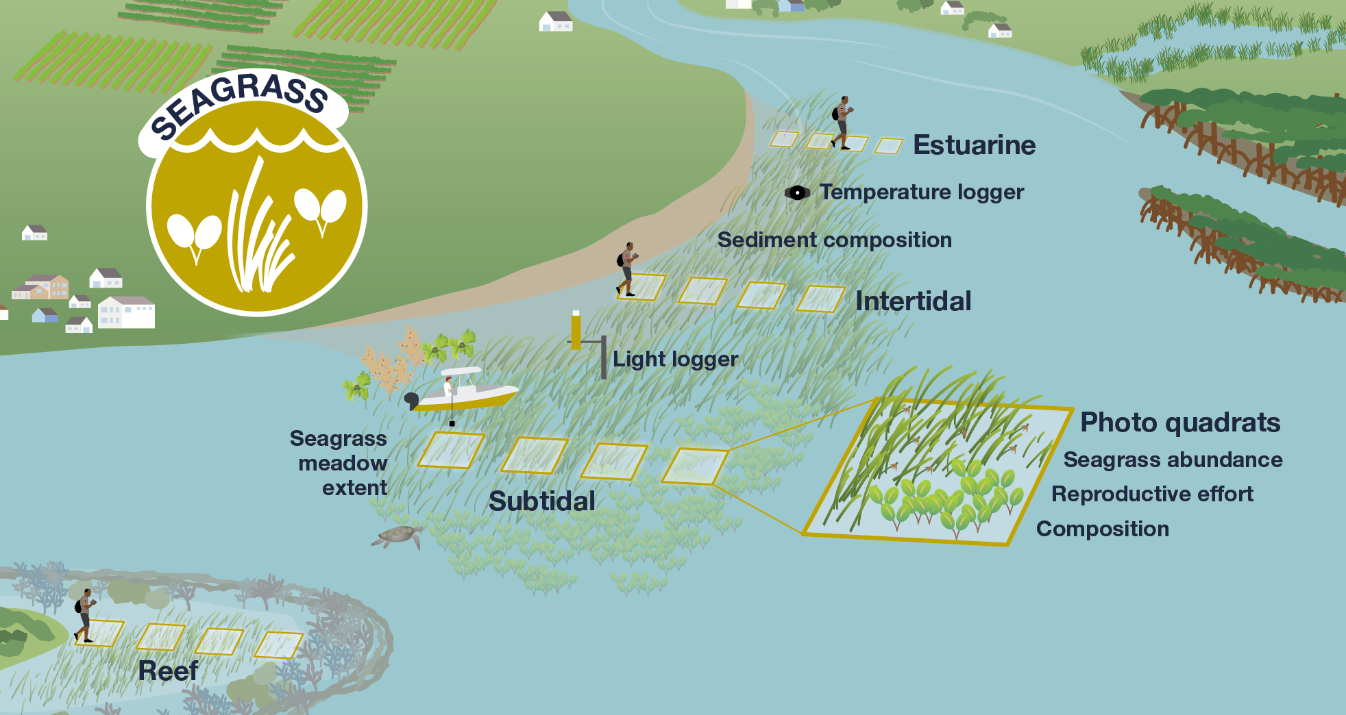 Seagrass conceptual diagram