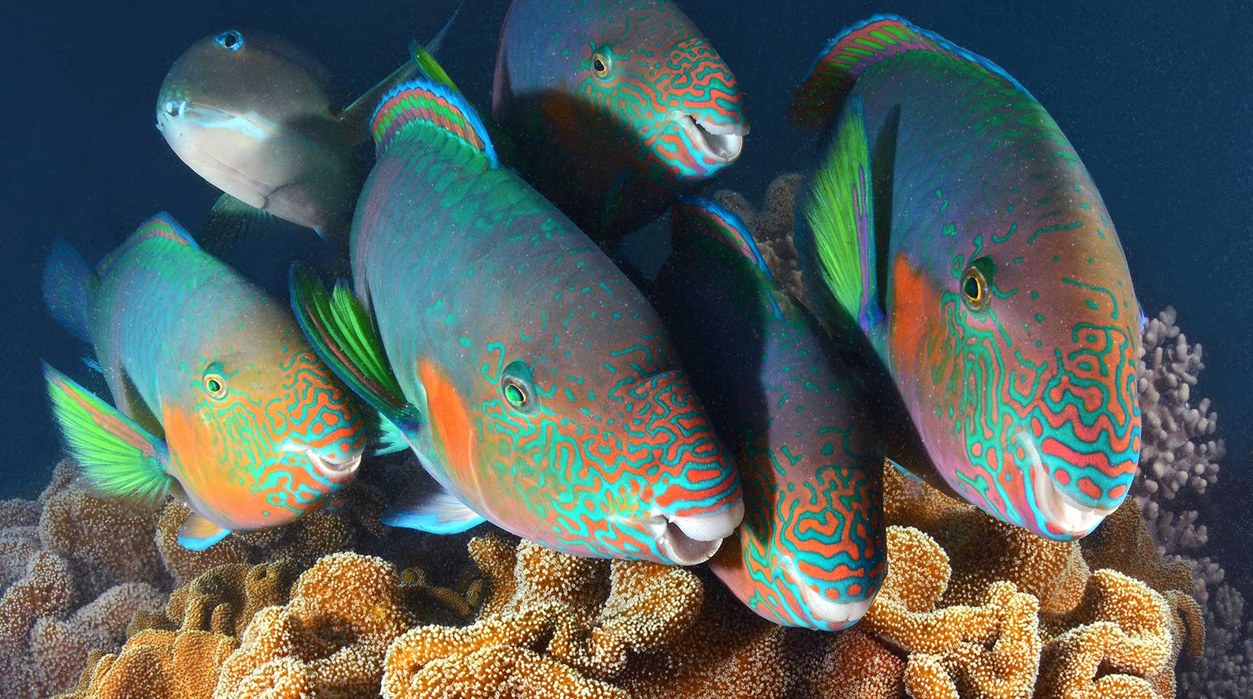 School of parrotfish