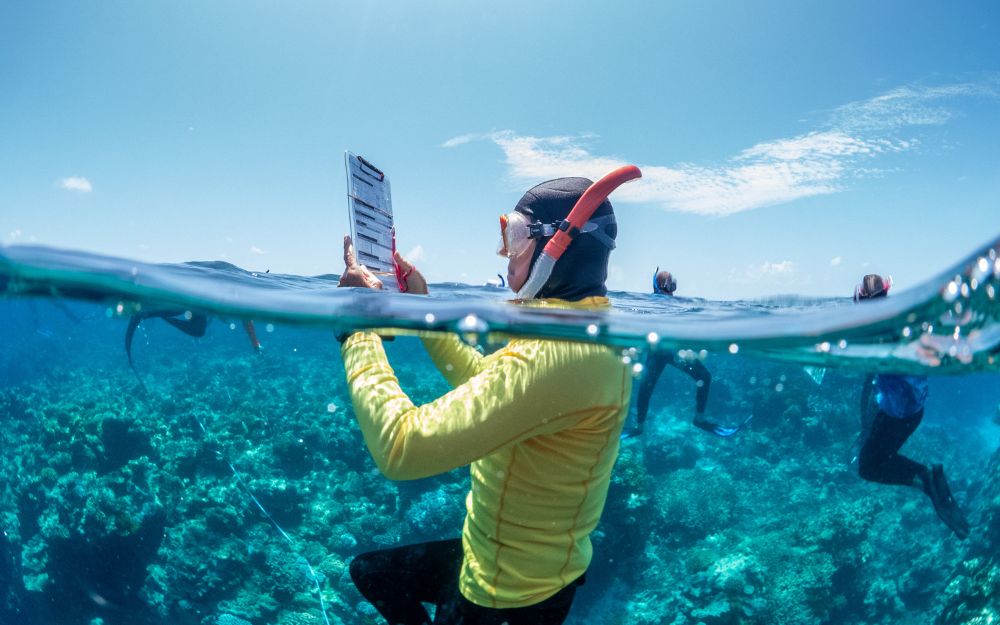 Half underwater half out of water photo showing a snorkeller in a yellow rash shirt holding a clipboard with survey information. 