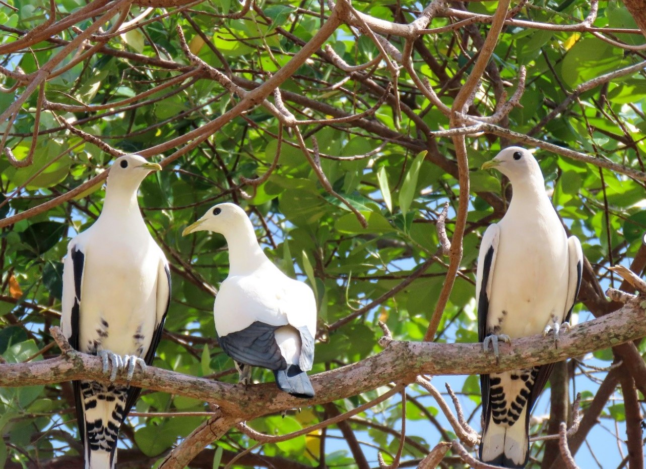 Birds