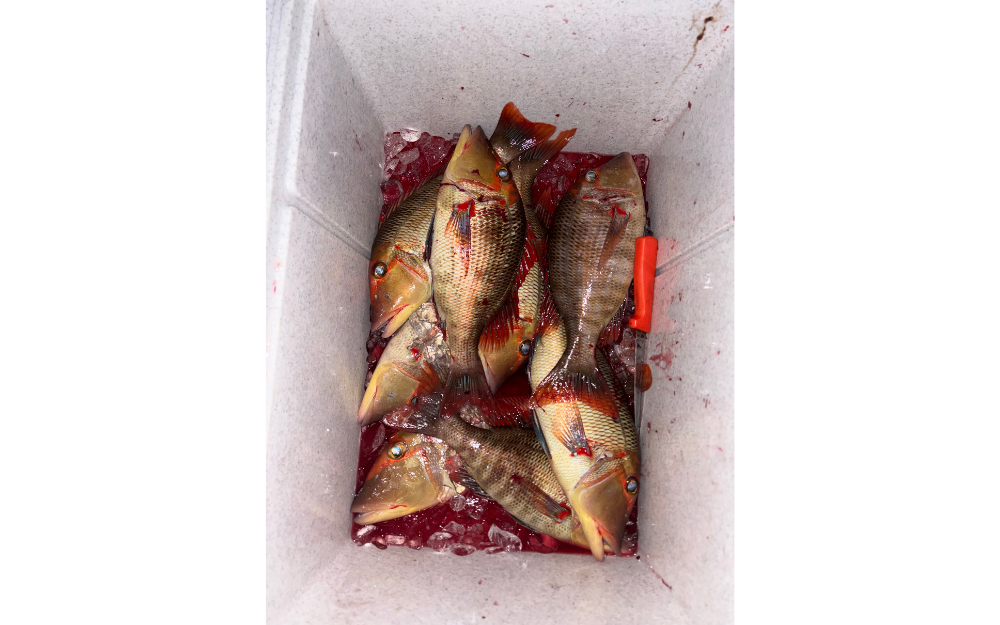 An esky full of bloody red throat emperor fish.