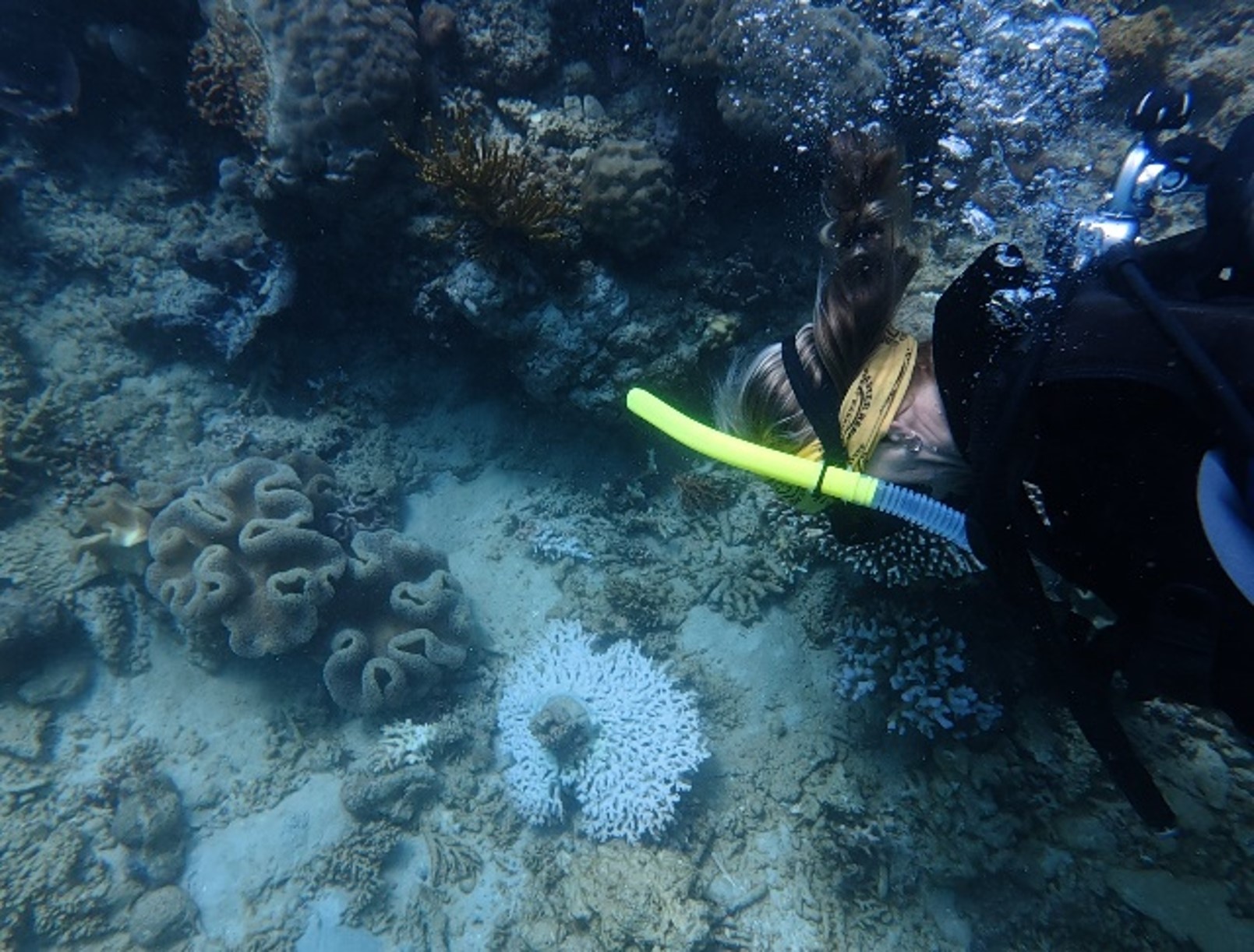 Small plate coral snapped and turned upside down by heavy wave action