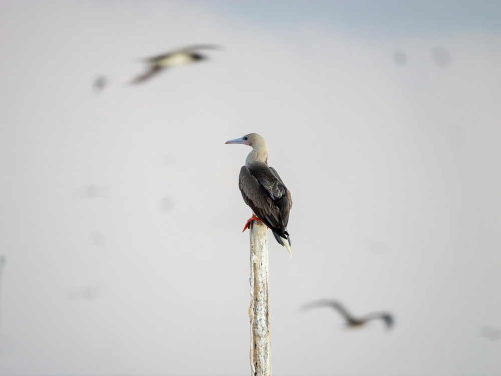Bird