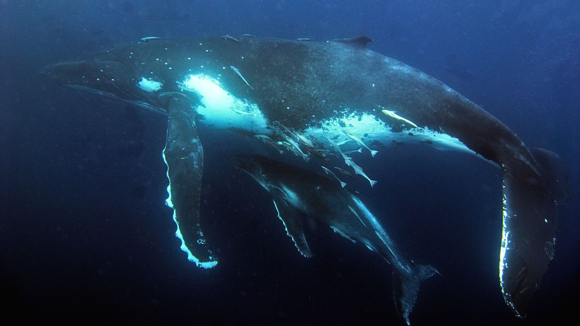 A humpback whale and a calf swims underneath her