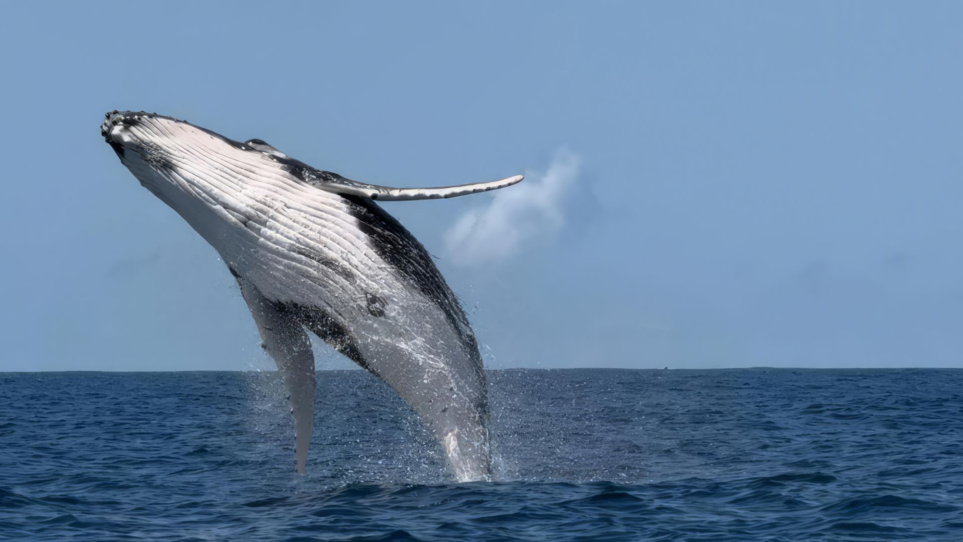 A humpback whale leaps out of the water.