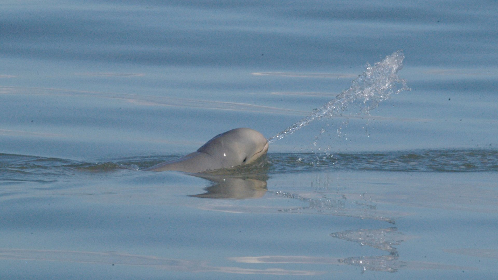 Snubfin dolphin spitting water large