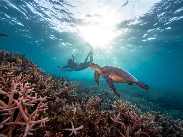 Heron Island visitor swimming with green turtle 2026